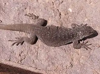 Description de l'image Phymaturus tenebrosus macho.jpg.