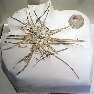 Phymosoma granulosum (Phymosomatoida).