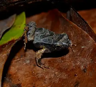 Description de l'image Physalaemus caete - Lucas Almeida.jpg.