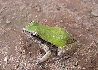 Description de l'image Physalaemus cuvieri02b.jpg.