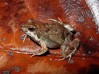 Description de l'image Physalaemus fischeri.jpg.