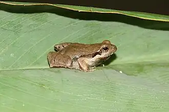 Description de l'image Physalaemus kroyeri01.jpeg.