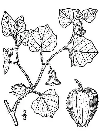 Description de l'image Physalis hederifolia var. comata BB-1913.jpg.