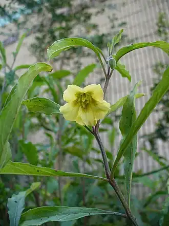 Description de l'image Physalis walteri.jpg.
