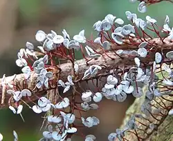 Physarum pezizoideum