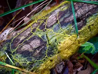 Description de cette image, également commentée ci-après