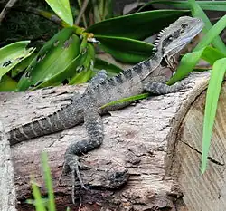 Intellagama lesueurii lesueurii (Sydney)