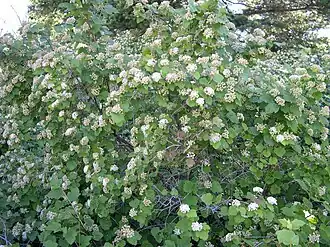 Description de l'image Physocarpus malvaceus shrub-6-20-05.jpg.