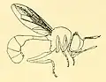 Physocephala