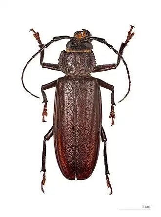 Description de cette image, également commentée ci-après