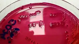 Description de l'image Phytobacter diazotrophicus.jpg.