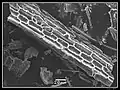 Phytolithes observés au MEB (6 sur 6)