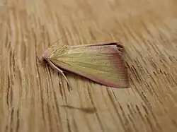 Phytometra formosalis.