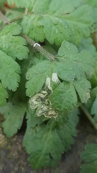 Description de cette image, également commentée ci-après