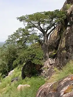 Adansonia digitata sur le pic