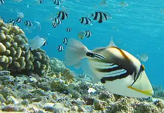 Baliste picasso clair (Rhinecanthus aculeatus)