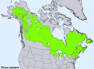 Description de l'image Picea_mariana_levila.png.