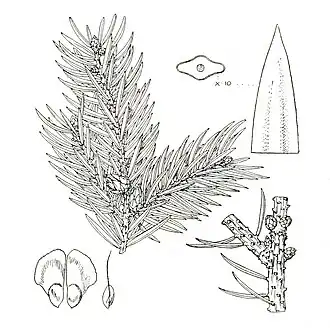 Description de l'image Picea neoveitchii foliage.jpg.