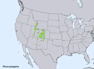 Description de l'image Picea pungens levila.png.