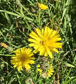 Picride fausse vipérine