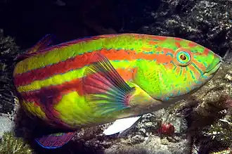 Pictilabrus laticlavius