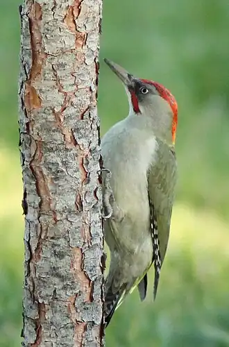 Photographie de profil d'un oiseau au long bec agrippé verticalement sur un tronc d'arbre.