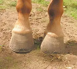  image des pieds antérieurs d'un cheval, vus de face.