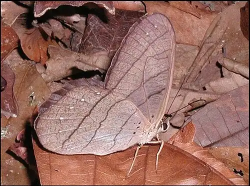 Pierella lamia Revers