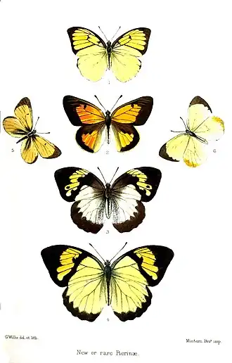 Description de l'image PierinaeWillis.jpg.