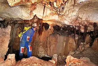 Racines dans la salle d'entrée.
