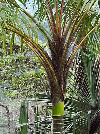 Description de l'image Pigaf elat 160315-0446 mms.JPG.