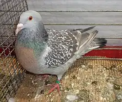 Alouette de Cobourg écaillé