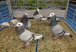 Volière (3 mâles, 2 femelles) de pigeons Gier bleu barré et argenté barré