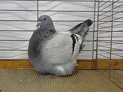 Pigeon Mondain bleu barré