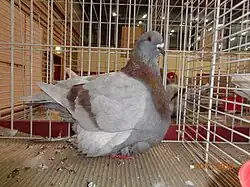 Pigeon mondain rouge cendré barré