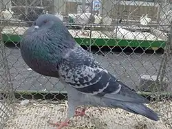 Boulant de Silésie bleu écaillé