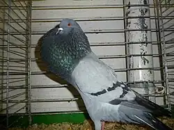 Boulant de Silésie bleu barré