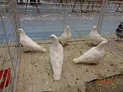 Pigeons carneaux blancs