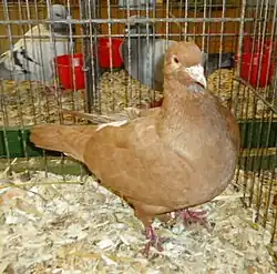 Carneau jaune à croupion blanc