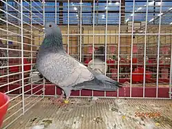 Cauchois maillé bleu