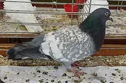 Cauchois bleu maillé blanc