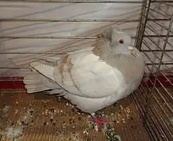 Pigeon huppé de Soultz jaune cendré barré