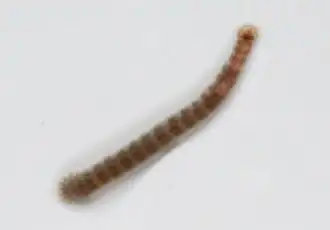 Piscicola geometra (ou Sangsue géomètre)