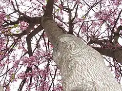 Aspect au printemps.