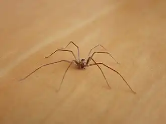 Description de l'image PikiWiki Israel 30651 Loxosceles rufescens.jpg.