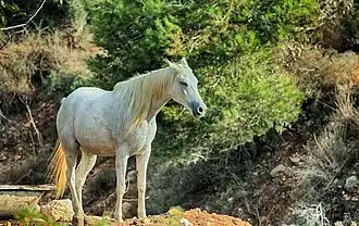Cheval israélien de robe grise