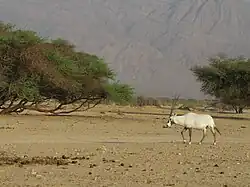 Oryx en Israël en 2010.