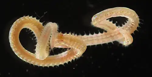 Synelmis sp., un Pilargidae.