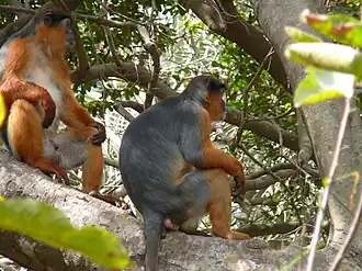 Description de cette image, également commentée ci-après