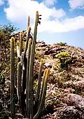 Pilosocereus curtisii